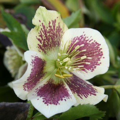 Helleborus x hybridus White Lady Spotted, Hybridjulros, P11cm