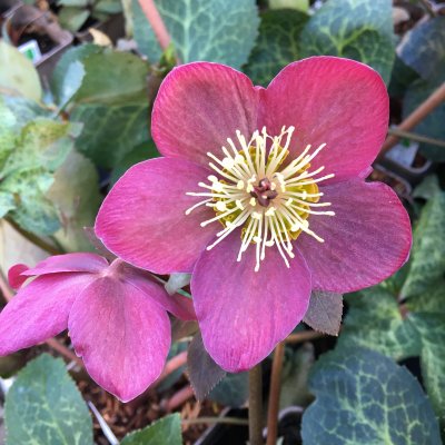 Helleborus x ericsmithii Frostkiss ® Anna´s Red ® (Abcrd02), Julros, C2