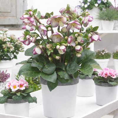 Helleborus x ericsmithii Frostkiss ® Glenda´s Gloss ®, Hybridjulros, P11cm