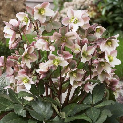 Helleborus x ericsmithii Pirouette ®, Julros, SQ1