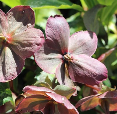 Helleborus x ericsmithii Winter Moonbeam ®, Julros, SQ1