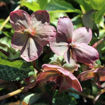 Helleborus x ericsmithii Winter Moonbeam ®, Julros, SQ1