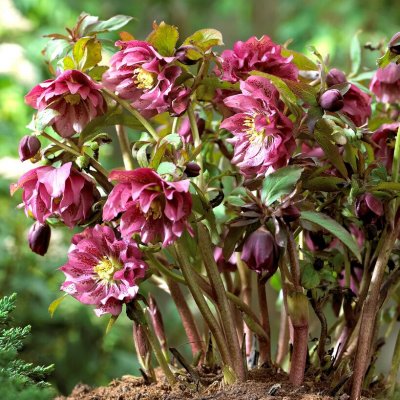 Helleborus x hybridus Double Red, Hybridjulros, SQ1