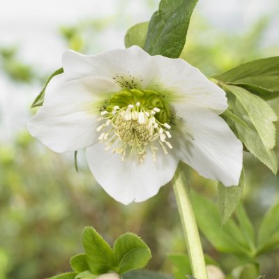 Helleborus x hybridus Pretty Ellen White