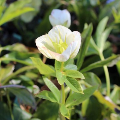 Helleborus x hybridus White Lady, Hybridjulros, SQ1