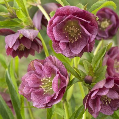 Helleborus x orientalis Double Purple, Turkisk Julros