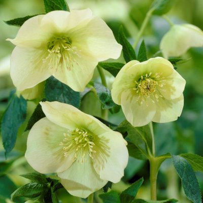 Helleborus x hybridus Yellow Lady, Hybridjulros, SQ1
