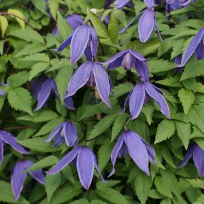 Clematis alpina Helsingborg