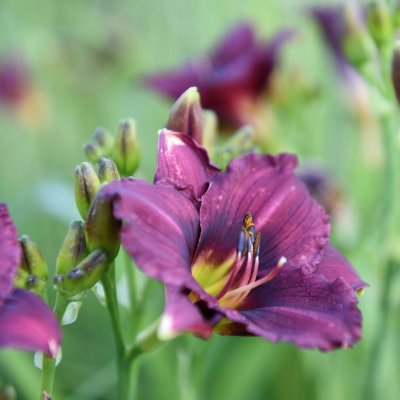 Hemerocallis hybr. American Revolution, Daglilja, SQ1