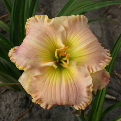 Hemerocallis hybr. Belle Cook, Daglilja, SQ1