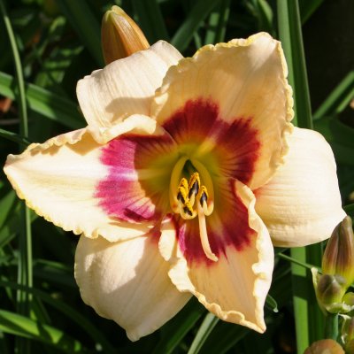 Hemerocallis hybr. Blueberry Candy, Daglilja