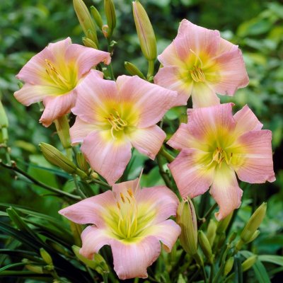 Hemerocallis hybr. Catherine Woodbery, Daglilja, SQ1