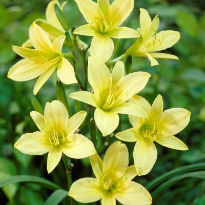 Hemerocallis citrina, Blekgul Daglilja, SQ1