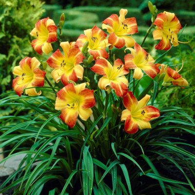 Hemerocallis hybr. Frans Hals, Daglilja, C1