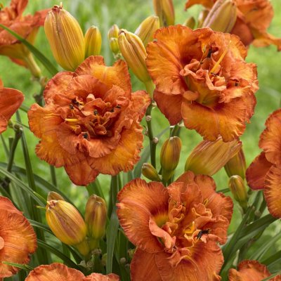 Hemerocallis hybr. Awesome Luck, Daglilja