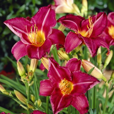 Hemerocallis hybr. Byzantine Emperor, Daglilja