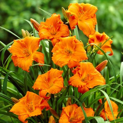 Hemerocallis hybr. Mauna Loa, Daglilja, SQ1
