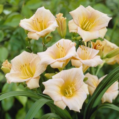 Hemerocallis hybr. Mini Pearl, Daglilja