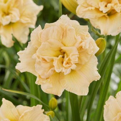 Hemerocallis hybr. Schnickel Fritz, Daglilja, P9cm