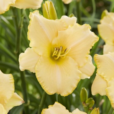 Hemerocallis hybr. Serena Sunburst