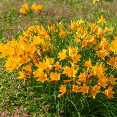 Hemerocallis middendorffii, Orangegul Daglilja, SQ1
