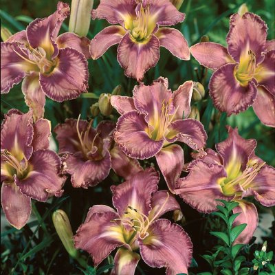Hemerocallis hybr. Mildred Mitchell, Daglilja