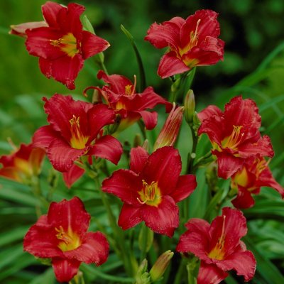 Hemerocallis hybr. Pardon Me, Daglilja