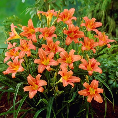 Hemerocallis hybr. Pink Damask, Daglilja, SQ1