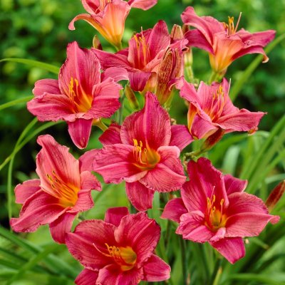 Hemerocallis hybr. Summer Wine, Daglilja, SQ1