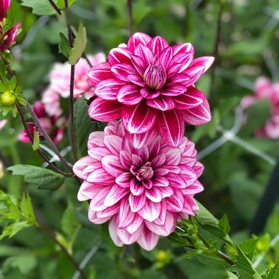 Dahlia Dekorativ Hemisphere 1st