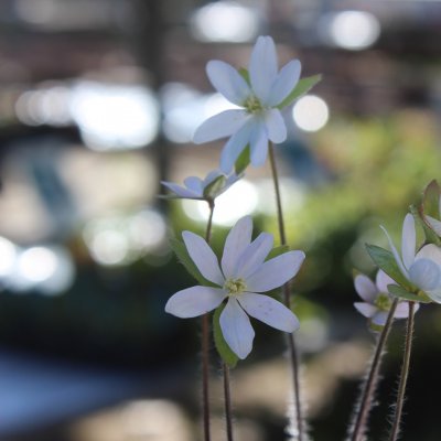 Hepatica acutiloba, Blek Blåsippa, P9cm