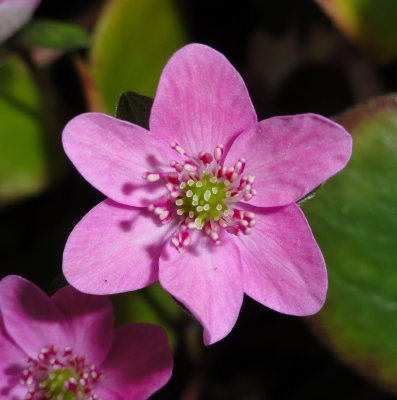 Hepatica nobilis Pink Forest, Blåsippa, P7cm