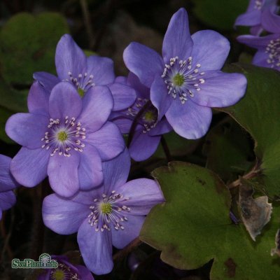 Hepatica transsylvanica Blue Jewel, Ungersk Blåsippa, C11,5cm