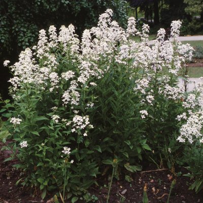 Hesperis matronalis Alba, Trädgårdsnattviol, C11cm