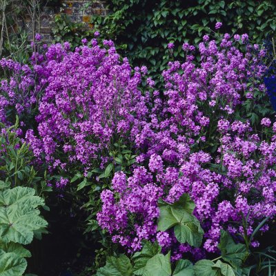 Hesperis matronalis, Trädgårdsnattviol, C11cm