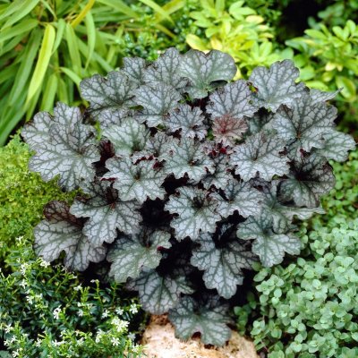 Heuchera hybr. Amethyst Myst, Alunrot, C13cm