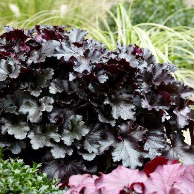 Heuchera hybr. Black Pearl ®, Alunrot, stickling 3-pack