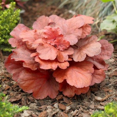 Heuchera hybr. Fire Alarm ®, Alunrot, C13cm
