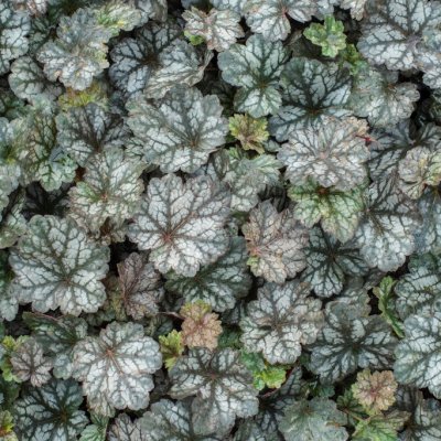 Heuchera hybr. Glitter, Alunrot, stickling 3-pack