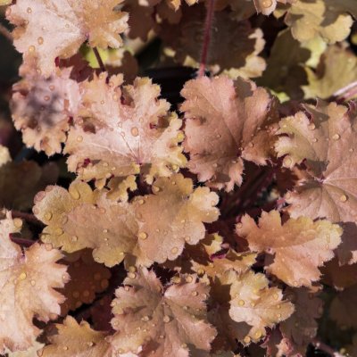 Heuchera hybr. Baby Bells ™ Amberous