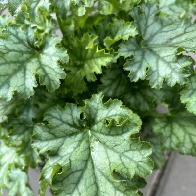 Heuchera hybr. Baby Bells ™ Lime Swizzle, Alunrot