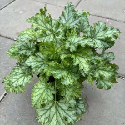 Heuchera hybr. Baby Bells ™ Lime Swizzle, Alunrot