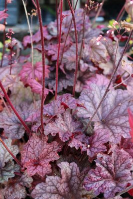 Heuchera hybr. Berry Smoothie ®, Alunrot, C13cm