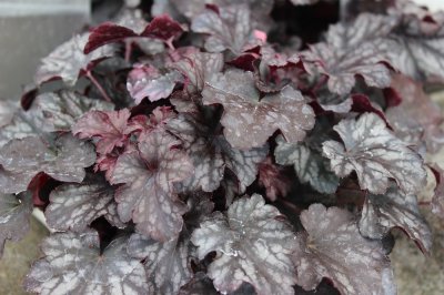 Heuchera hybr. Blackberry Jam, Alunrot, C13cm