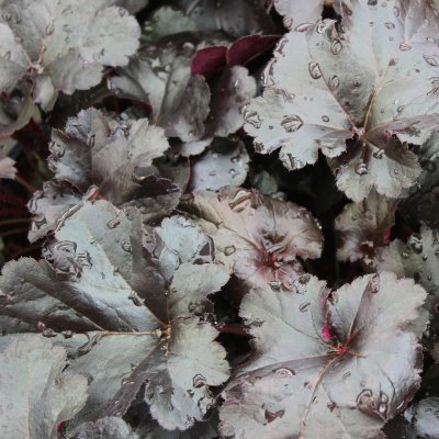 Heuchera hybr. Black Pearl ®, Alunrot, C13cm