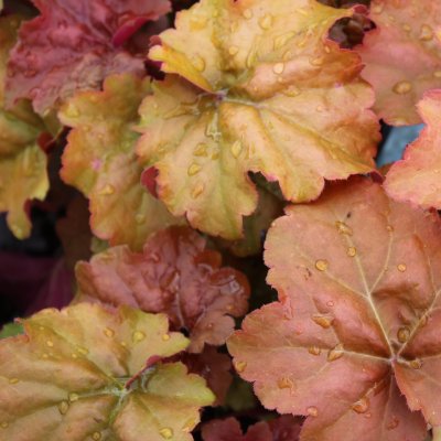 Heuchera hybr. Crème Brûlée, Alunrot, C13cm