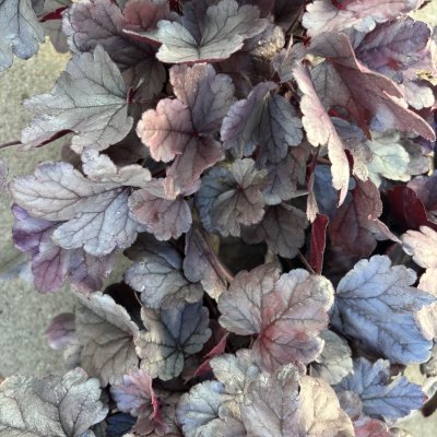 Heuchera hybr. Dolce ® Silver Gumdrop ®, Alunrot
