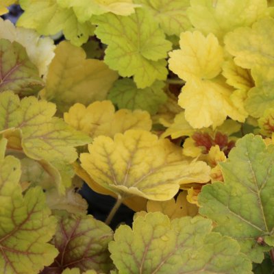 Heuchera hybr. Electra ®, Alunrot, C13cm