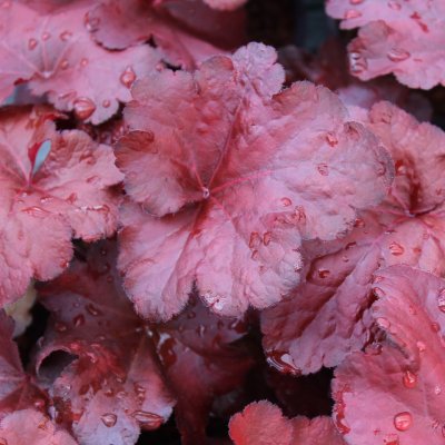 Heuchera hybr. Forever Red ®, Alunrot, C13cm