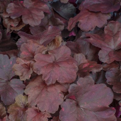 Heuchera hybr. Galaxy